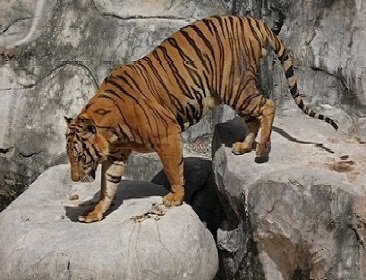 Tiger Zoo. Individual transfer from Bangkok and Pattaya