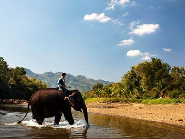 Elephant ride. Individual transfer from Bangkok and Pattaya