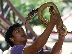 Snake Farm. Transfer from Pattaya