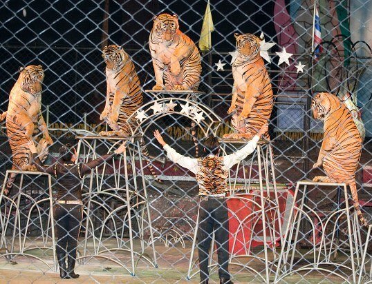 Thai Excursions. Tiger Zoo