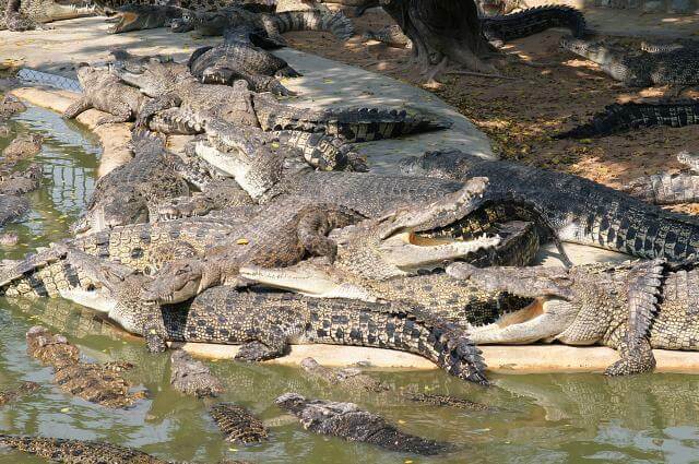 Crocodile farm transfer