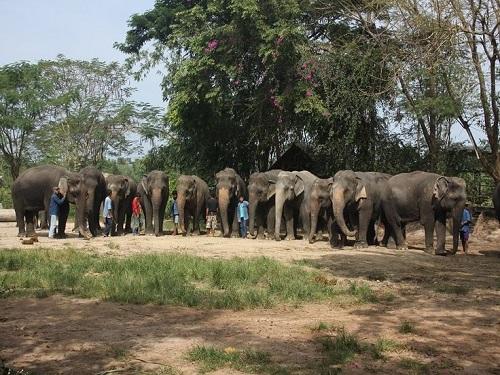 Elephant Village Pattaya