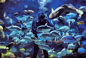 Underwater World. Individual transfer from Bangkok and Pattaya