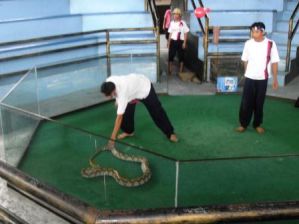 Snake Show