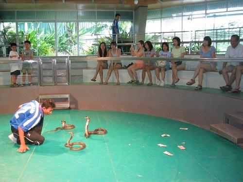 Snake Farm